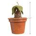 Hallmark : 2025 Keepsake Harry Potter™ Mandrake™ Ornament With Sound (221) at Annie's Hallmark
