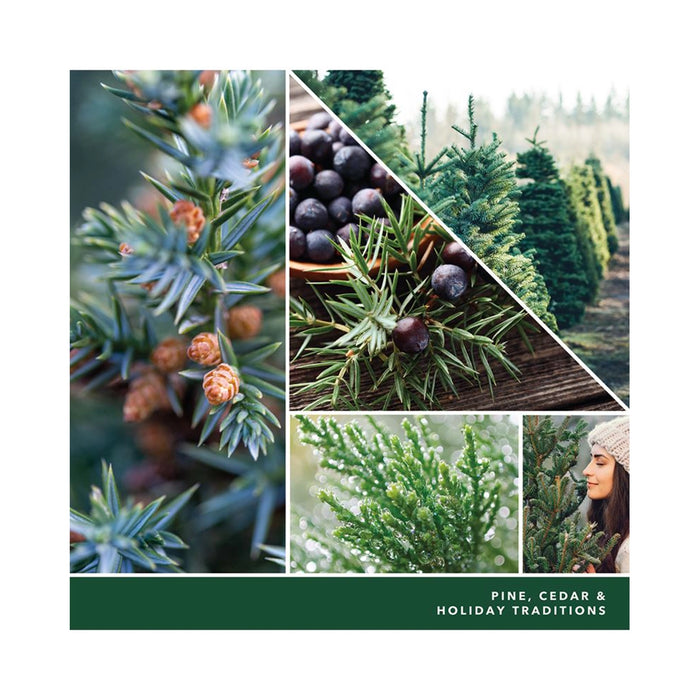 Close-up of balsam, cedar, pine, and juniper fragrance ingredients