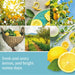 Collage of lemon images including lemons on a tree, in a field, and being used in a dish.