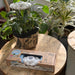 Plush cloud watering dispenser  with packaging on a wooden table surrounded by plants
