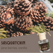 Pine cones with a bottle of Sasquatchin perfume labeled 'pine berries, vanilla'.