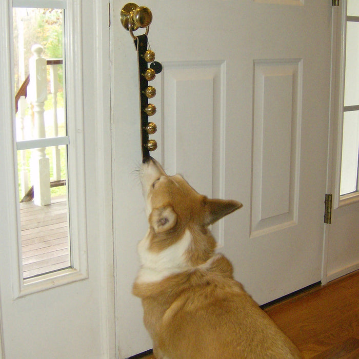 Corgi looking through a glass door with a gold doorknob.