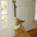 Corgi looking through a glass door with a gold doorknob.