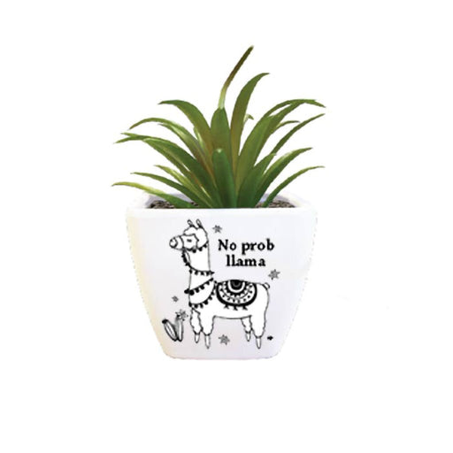 H & H Gifts : Sentiment Succulent - No prob, Llama - H & H Gifts : Sentiment Succulent - No prob, Llama