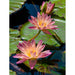 Springbok : Water Lilies - 500 Piece Jigsaw Puzzle - Springbok : Water Lilies - 500 Piece Jigsaw Puzzle