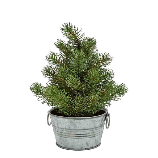 The Perfect Pine - Grow Your Own Christmas Tree - The Perfect Pine - Grow Your Own Christmas Tree