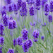 Airomé : Lavender Essential Oil -