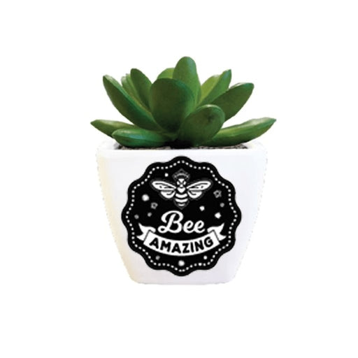H & H Gifts : Succulent - Bee Amazing (Bee Pic) -