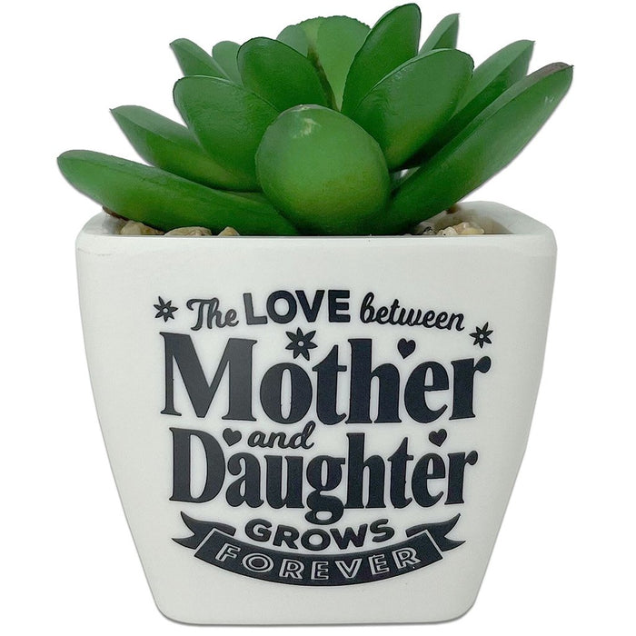 H & H Gifts : Succulent - Mom and Daughter - H & H Gifts : Succulent - Mom and Daughter