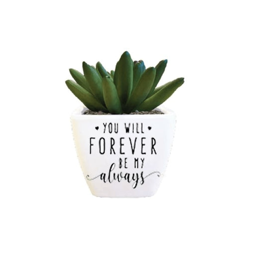 H & H Gifts : Succulent - You Will Forever Be My Always -