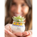 Natural Life : Mini Faux Succulent Plant - Amazing -