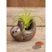 Natural Life : Tiny Faux Succulents - Grey Sloth - Natural Life : Tiny Faux Succulents - Grey Sloth
